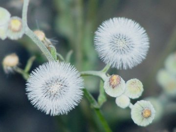 Fiori e pappi della Andryala integrifolia